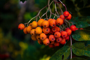 Red berries on a branch