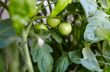 Tomato grows in a greenhouse. Growing fresh vegetables in a greenhouse
