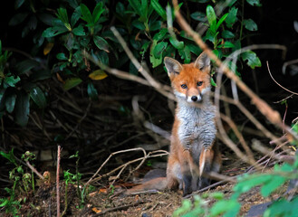 Fox cub exploring and playing in the garden