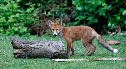 Fox cub exploring and playing in the garden
