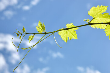 Grapes leaves in a vineyard in rays of sunlight against the sky background. Blurred image, selective focus