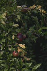 Shkoder, Albania. Pomegranates grow on trees along the road