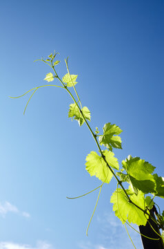 Grapes leaves in a vineyard in rays of sunlight against the sky background. Blurred image, selective focus