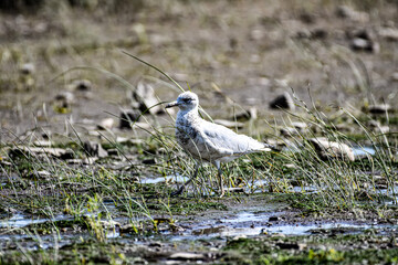 winged stilt