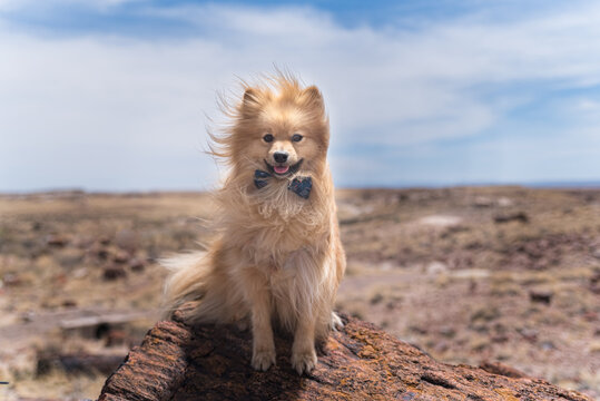 dog on the desert