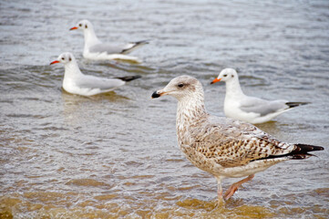 Obraz premium Strand in Swinemünde