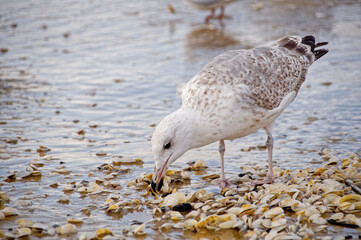 Strand in Swinemünde