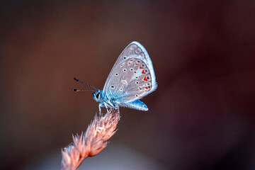 Macro shots, Beautiful nature scene. Closeup beautiful butterfly sitting on the flower in a summer garden.