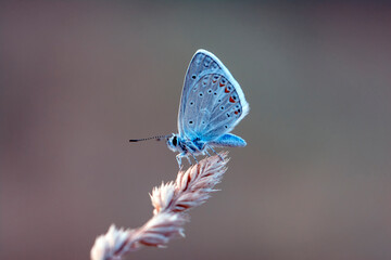 Macro shots, Beautiful nature scene. Closeup beautiful butterfly sitting on the flower in a summer garden.
