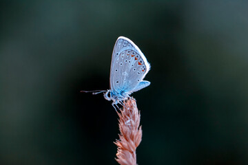 Macro shots, Beautiful nature scene. Closeup beautiful butterfly sitting on the flower in a summer garden.