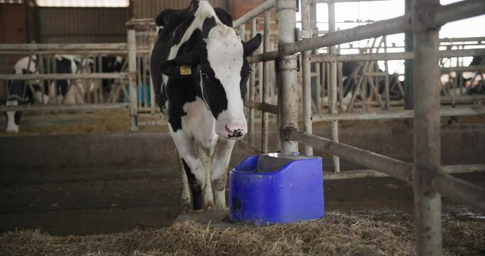 milk modern farm, beautiful cow with numbers on ears drinking water from sippy cup in byre