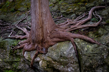 Large tree with exposed thick and long roots growing on a limestone rocks.