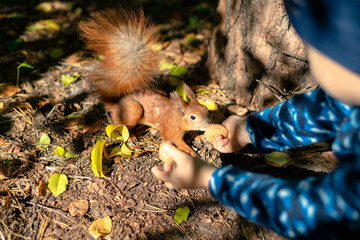 The squirrel takes a nut from the hand of a little boy. The boy feeds the squirrel with nuts