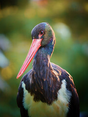 Detail close-up portrait of Black Stork with red bill