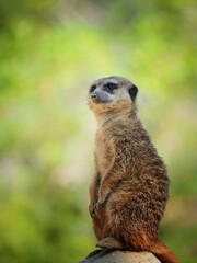 Naklejka na ściany i meble Detail portrait one meerkat, suricata in nature