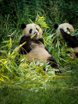 Big panda is eating bamboo © denisapro
