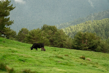Fototapeta na wymiar cows in the mountains, baby