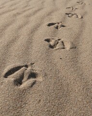 Fototapeta na wymiar birds footprints on the sandy beach