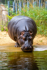 hippo drinking pond water,
zoo barcelona catalonia, spain