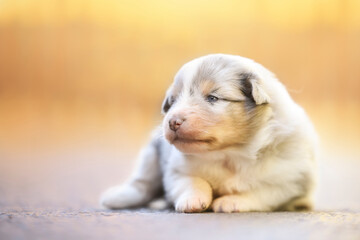 Sheltie puppy