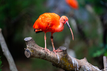 scarlet ibis on top of log,
zoo barcelona catalonia, spain