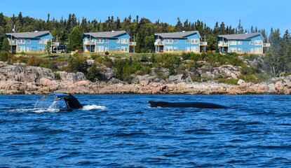 dolphin jumping out of water