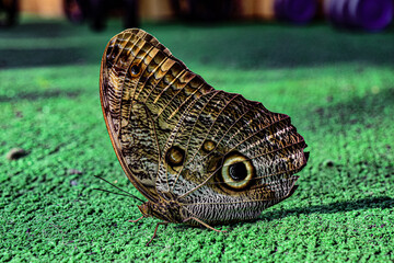 butterfly on a tree