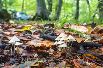 Mycena laevigata in the forest