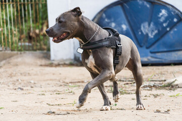 Pit Bull dog running and playing on the land of a house under construction. Selective focus.