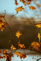 Branches et feuilles d'arbres dans le parc des Ardoisières à Trélazé en France le 9 décembre 2020.