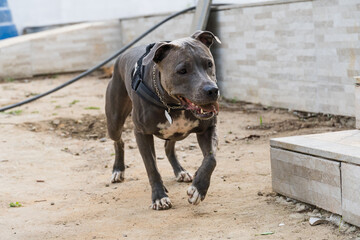Pit Bull dog running and playing on the land of a house under construction. Selective focus.