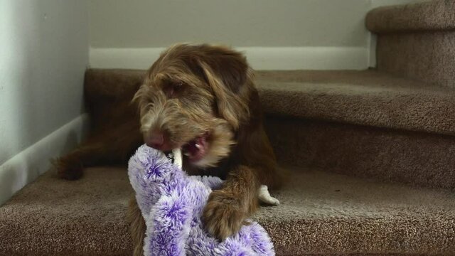 Aussiedoodle puppy playing with a plush toy