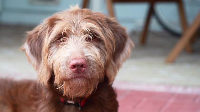 Aussiedoodle dog puppy looking straight into the camera (close up shot to its face)