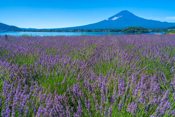 Fototapeta na wymiar 富士山とブルベーリー