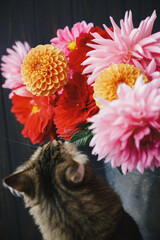 Beautiful pink and red dahlias and asters in metal bucket and cute cat smelling flowers on rustic wooden background. Autumn in countryside. Fresh colorful dahlias and Maine Coon © sonyachny