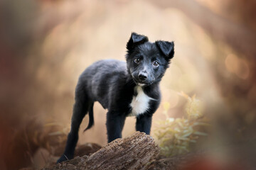 Black border collie puppy nature