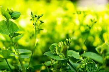 Dri-maria planta rasteira