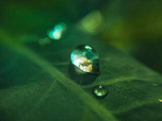 Gota de orvalho macro