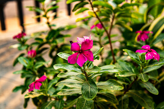 Flores cor de rosa 