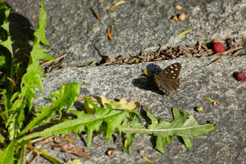 Speckled Wood Butterfly (Pararge aegeria) sitting on stone path in Zurich, Switzerland