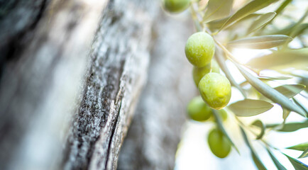 reife Oliven hängen an einem über 200 Jahre alten Baum