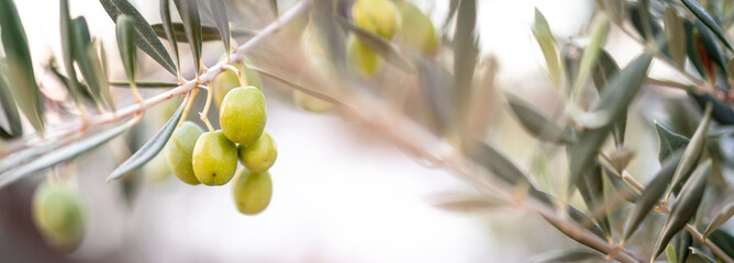 leckere Oliven am Baum
