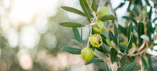 Die Oliven reifen am Baum