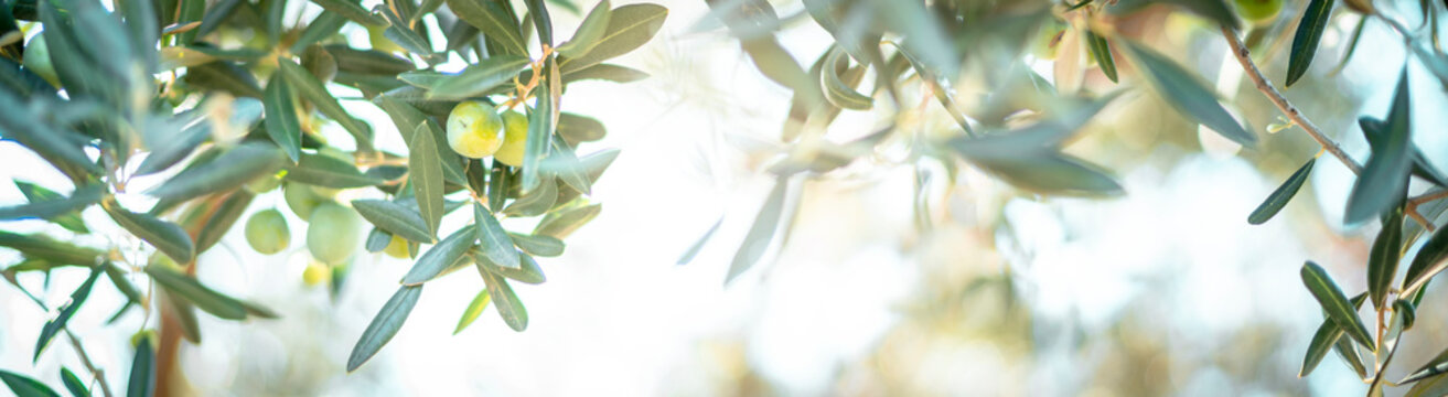 Panorama von reifen Oliven am Baum