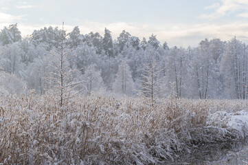 Fresh snow on reeds by the small river running through the forest on misty winter day. 
