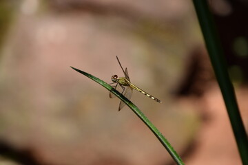 close up common dragonfly over pineapple stem with stone background