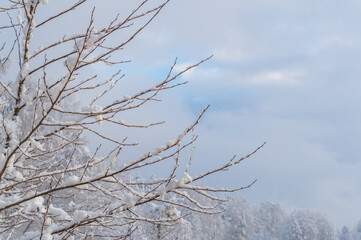 Fresh snow on the tree branches on sunny winter day. White forest and blue sky in the foreground
