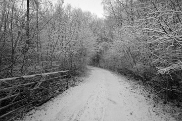 Snowy scene, looking down a tree lined track through a gate, Renishaw, North East Derbyshire