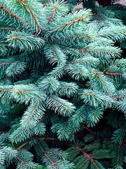 Coniferous blue branch