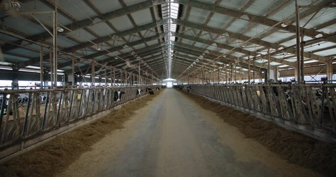 milk and meat industry, modern farm barn with cows eating hay, cowshed with ventilation system